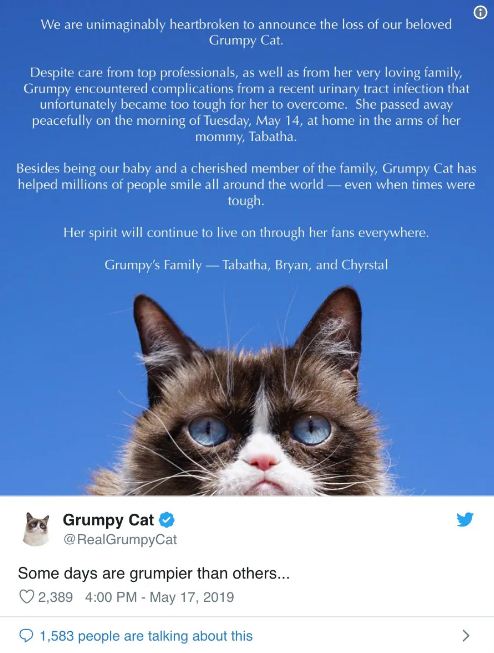   Chú mèo cau có trong meme nổi tiếng 'Grumpy Cat' đã qua đời khi mới 7 tuổi  