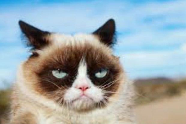 Cô mèo cau có Grumpy nổi tiếng thế giới với meme huyền thoại đã qua đời 4