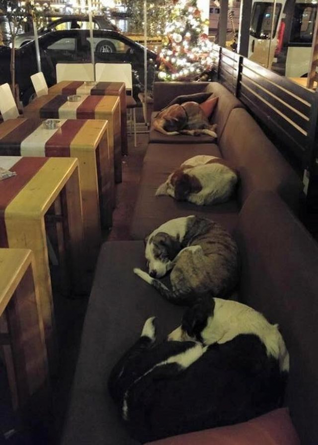   Quán cà phê Hy Lạp mở cửa cho những con chó đi lạc mỗi đêm để chúng không bị lạnh cóng ở bên ngoài  