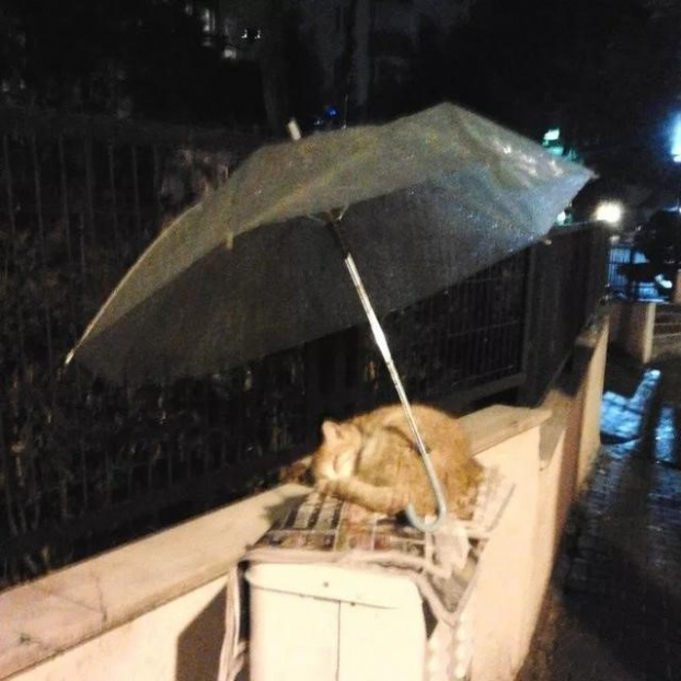   Tặng chiếc ô cho con mèo hoang tội nghiệp  