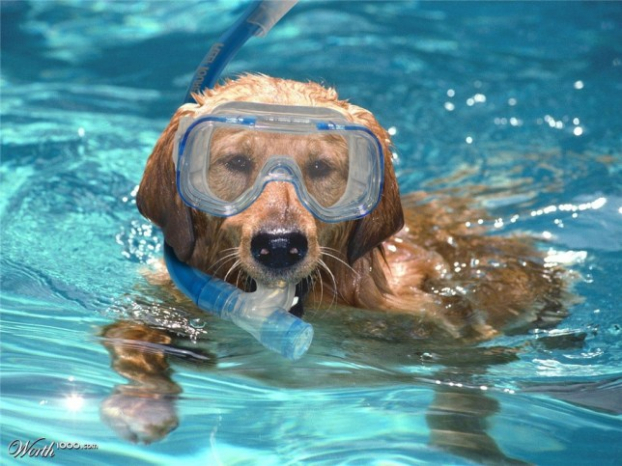   Chó bơi kiểu chó  