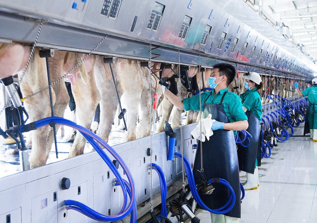   Dàn vắt sữa tự động có thể tiếp nhận hơn 200 cô bò/ lần vắt  