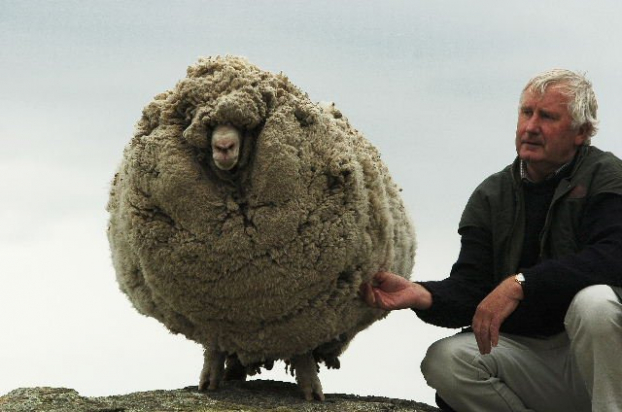   Khi một chú cừu không cạo lông suốt 6 năm  