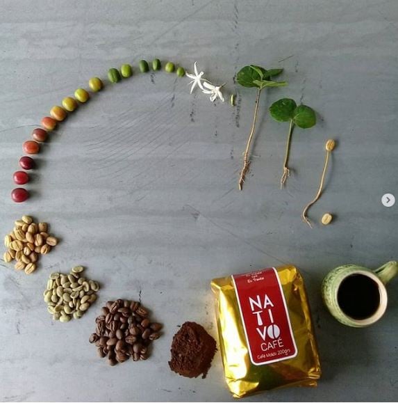   Hành trình của một hạt giống cà phê đến cốc cà phê của bạn  