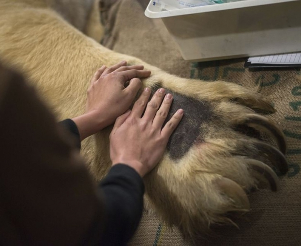   Bàn chân của một con gấu Bắc Cực so với tay người  