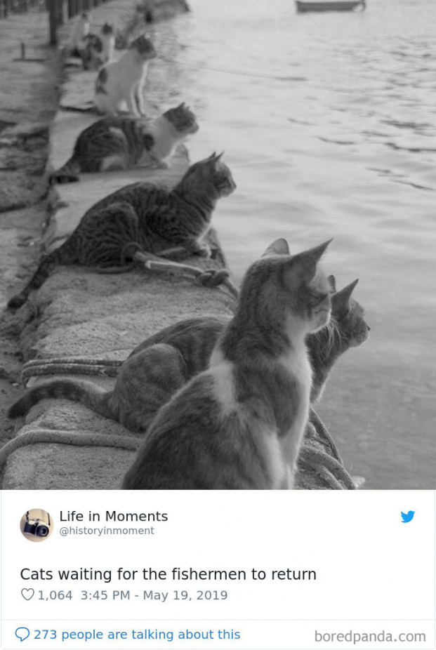   Những chú mèo đang chờ đợi các ngư dân Hy Lạp trở về, năm 1970  