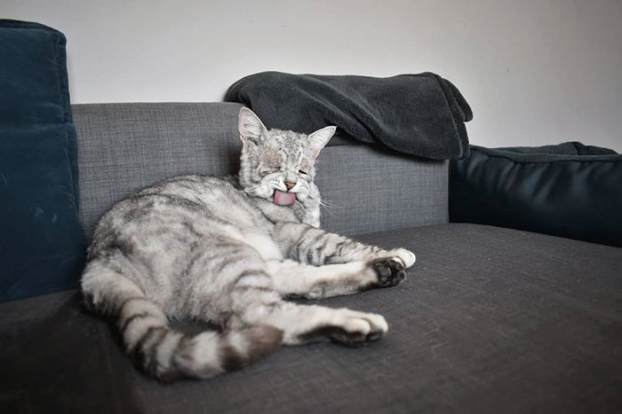 Hạnh phúc của chú mèo xấu xí mắc hội chứng Ehlers-Danlos tìm được mái ấm 2