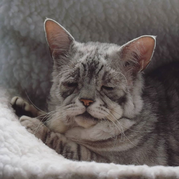 Hạnh phúc của chú mèo xấu xí mắc hội chứng Ehlers-Danlos tìm được mái ấm 13