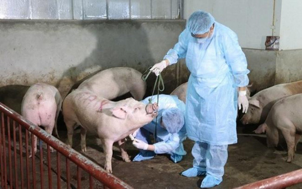   Vệ sinh chuồng trại, dùng thuốc sát trùng để tiêu diệt mầm bệnh dịch tả lợn châu Phi. Ảnh minh họa  