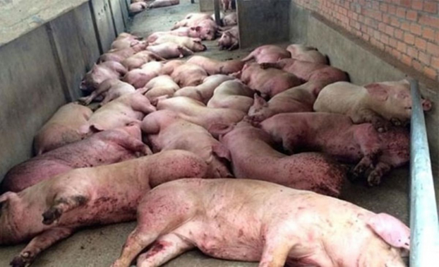   Đã tiến hành tiêu hủy hơn 2,3 triệu con lợn bị nhiễm dịch tả lợn châu Phi. Ảnh minh họa  