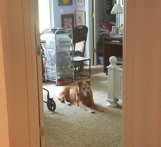   Sau khi người bà mất, chú chó vẫn trung thành canh gác trong phòng của bà, mắt không ngừng tìm kiếm người bạn già của mình  