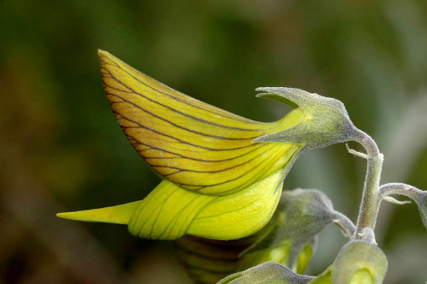 Vẻ đẹp sững sờ của loài hoa kỳ lạ có hình dáng như chim ruồi 1