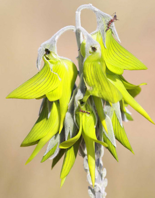 Vẻ đẹp sững sờ của loài hoa kỳ lạ có hình dáng như chim ruồi 4