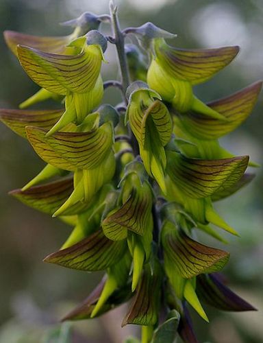Vẻ đẹp sững sờ của loài hoa kỳ lạ có hình dáng như chim ruồi 7