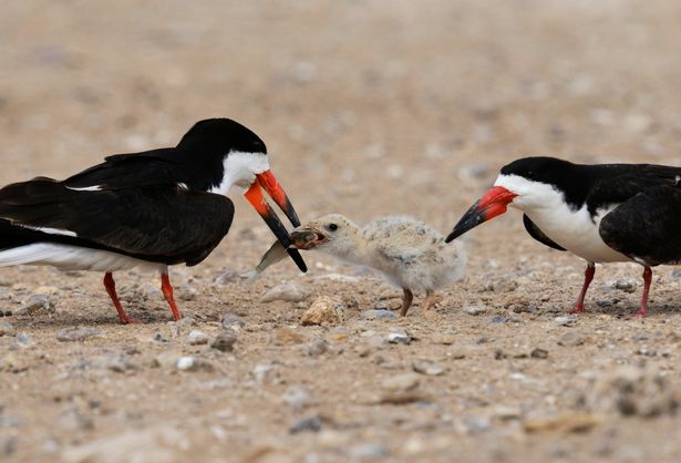   Hình ảnh chim xúc cá đen mớm cá cho con non (Ảnh: Getty Images/imageBROKER RF)  