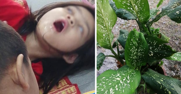   Bé gái Indonesia ngộ độc do ăn lá cây vạn niên thanh nhà trồng  
