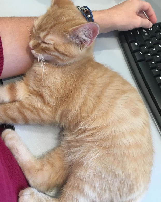 Công ty nuôi 2 chú mèo con trong văn phòng để nhân viên có tinh thần làm việc 9