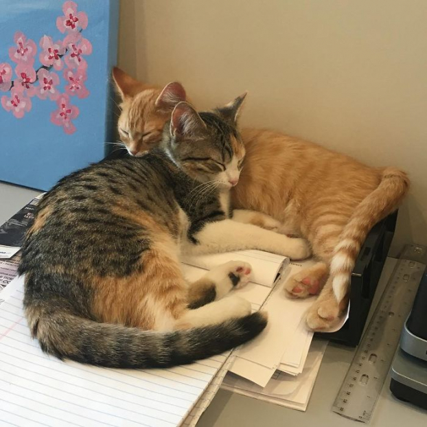 Công ty nuôi 2 chú mèo con trong văn phòng để nhân viên có tinh thần làm việc 0