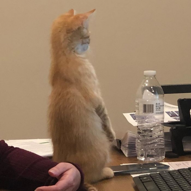 Công ty nuôi 2 chú mèo con trong văn phòng để nhân viên có tinh thần làm việc 16