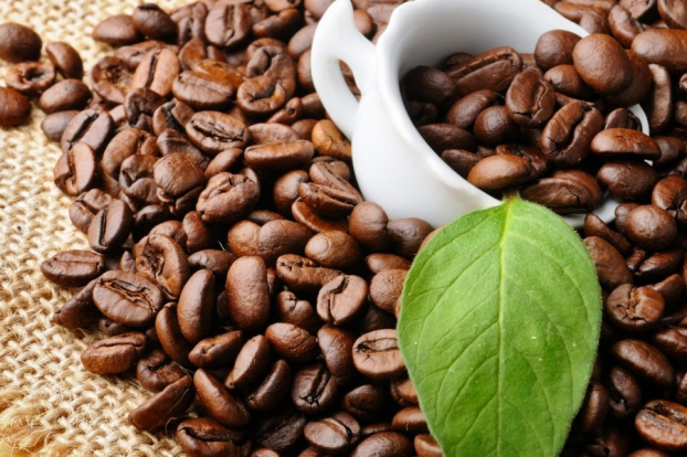   Giá cà phê hôm nay ngày 13/7/2019: Giảm 100 đ/kg  