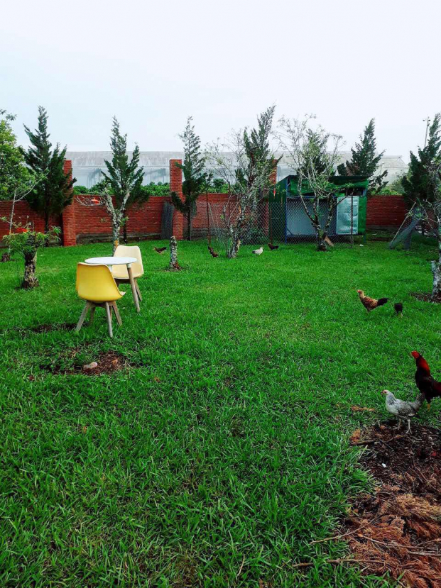 Cận cảnh trang trại 'siêu to khổng lồ' để trồng rau, nuôi gà của Lý Nhã Kỳ tại Đà Lạt 6