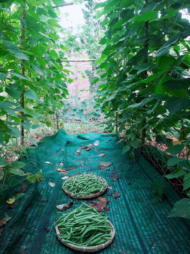 Cận cảnh trang trại 'siêu to khổng lồ' để trồng rau, nuôi gà của Lý Nhã Kỳ tại Đà Lạt 4