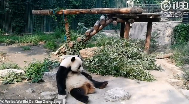 Du khách ném đá gấu trúc trong sở thú Bắc Kinh để đánh thức con vật 0