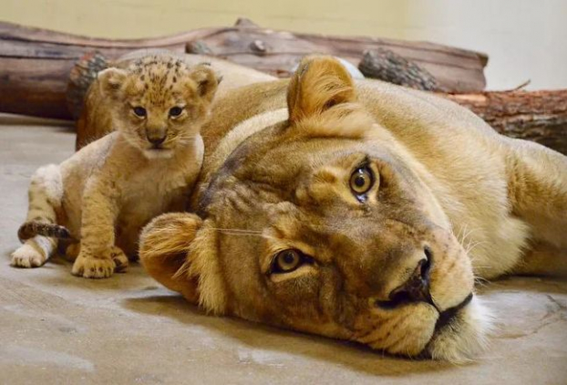 Gặp Bahati, nàng sư tử đáng yêu là hình mẫu cho Simba lúc nhỏ trong 'Vua sư tử' 3