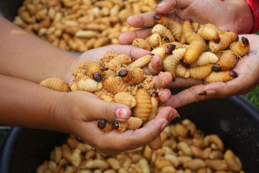 Top món ăn kinh dị của thế giới: Việt Nam góp mặt đủ 5