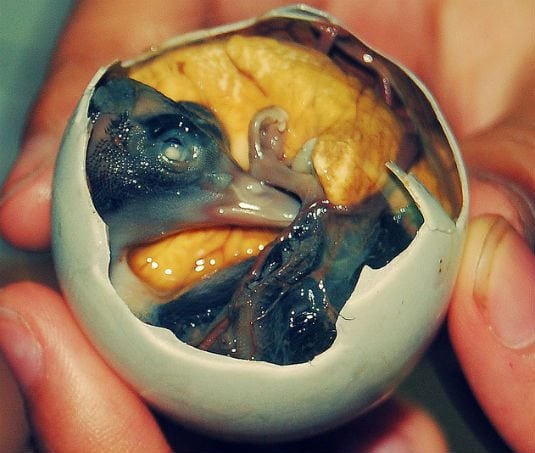 Top món ăn kinh dị của thế giới: Việt Nam góp mặt đủ 2