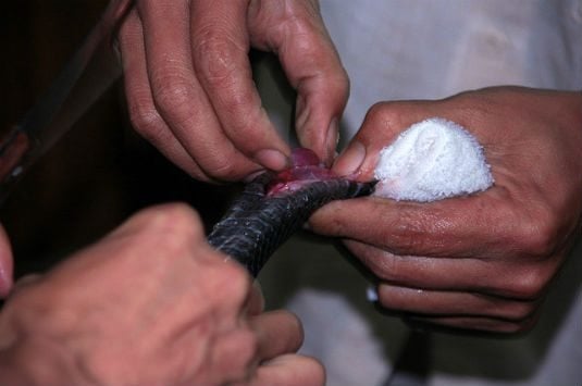 Top món ăn kinh dị của thế giới: Việt Nam góp mặt đủ 1