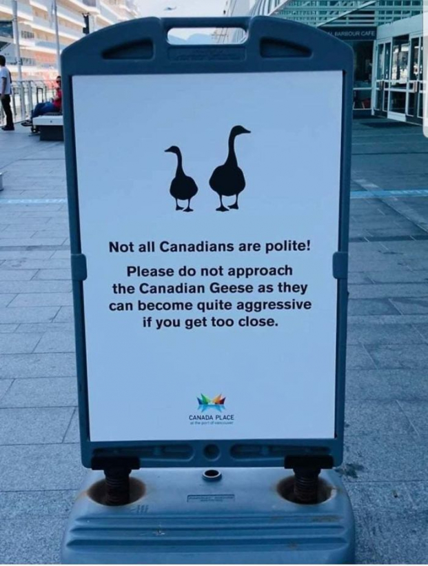   Tấm biển thông báo hài hước: 'Không phải ai ở Canada cũng lịch sự đâu! Xin đừng tiếp cận những con ngỗng Canada này, chúng có thể trở nên khá hung hăng nếu bạn đến quá gần đấy'  