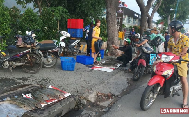   Người dân Hồ Chí Minh thu mua cá Tầm ủng hộ dân vùng lũ Lâm Đồng  
