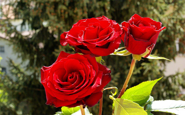 10 loại hoa tặng mẹ lễ Vu Lan báo hiếu ý nghĩa chân thành nhất 0