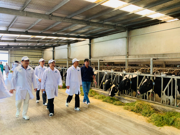Vinamilk xây dựng vùng chăn nuôi bò sữa an toàn theo quy định tổ chức thú y thế giới 3