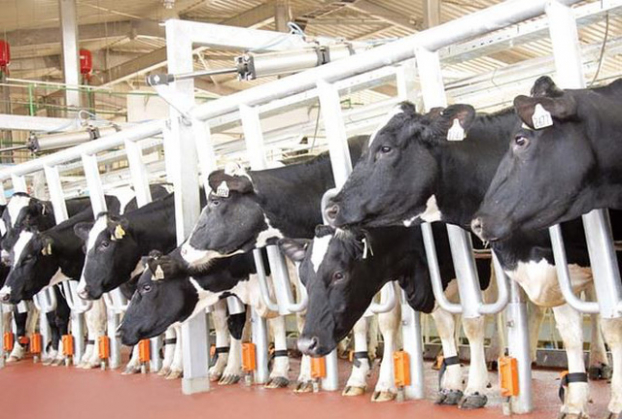   Mỗi cô bò sữa tại trang trại của TH đều được gắn microchip ở chân để theo dõi sức khỏe và hoạt động theo thời gian thực, đảm bảo dòng sữa tươi sạch TH là đến từ những cô bò khỏe mạnh nhất.  