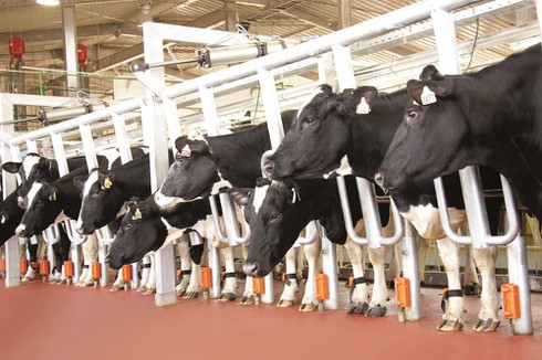   Con chip đeo ở chân bò- thiết bị thông minh có thể phát hiện bệnh viêm vú ở bò trước 4 ngày.  