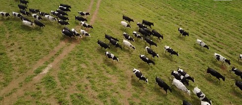   Những cô bò sữa Organic tại Trang trại TH thảnh thơi vui đùa ngoài cánh đồng chăn thả.  