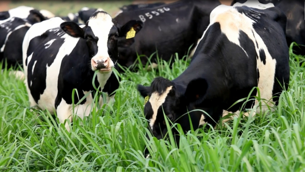   Những cô bò Organic khỏe mạnh, cho ra đời dòng sữa chất lượng cao được đảm bảo chuẩn diện tích chăn thả hữu cơ - ít nhất 0,5ha/bò tại trang trại hữu cơ TH  