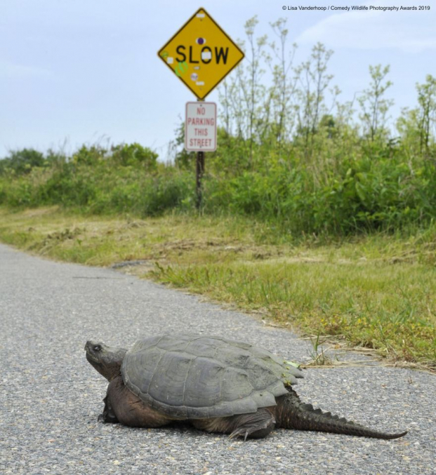   Khi rùa tuân thủ luật giao thông (Chữ trên biển: Giảm tốc độ)  
