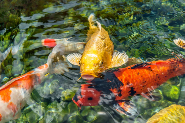   Cá Koi Nhật Bản thả ở sông Tô Lịch là loại cá gì, có gì đặc biệt?  