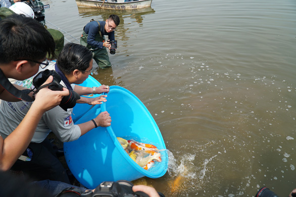 Những điều chưa biết về cá Koi Nhật Bản thả ở sông Tô Lịch 0