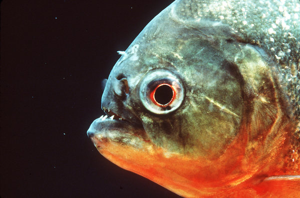 Cá hổ Piranha cắn Đan Trường là loại cá gì, nguy hiểm như thế nào? 3