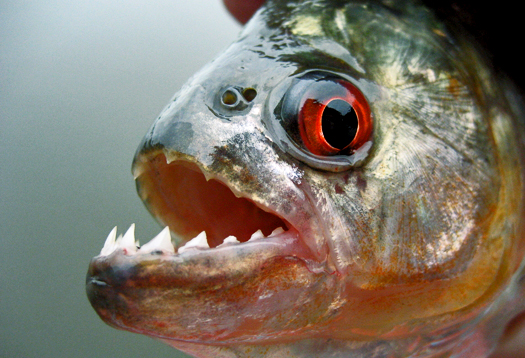 Cá hổ Piranha cắn Đan Trường là loại cá gì, nguy hiểm như thế nào? 2