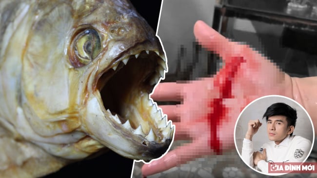   Cá hổ Piranha cắn Đan Trường là loại cá gì, nguy hiểm như thế nào?  