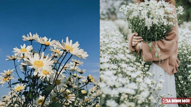Ý nghĩa hoa cúc họa mi: Cúc họa mi được xem là biểu tượng của tình bạn chân thật, sự tinh tế và sự độc lập. Hãy cùng khám phá ý nghĩa trong những bức ảnh đẹp về loại hoa này.