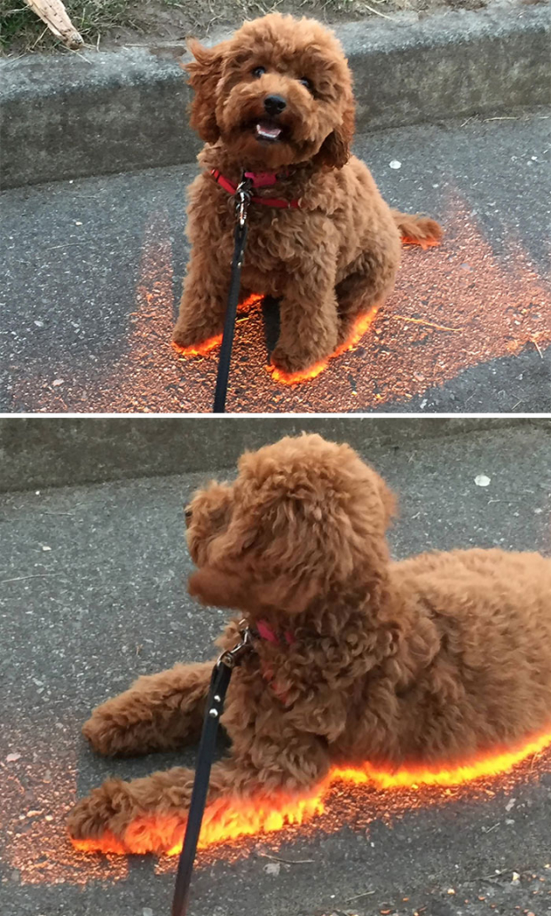   Ánh nắng chiếu đúng đến chân chú chó tạo hiệu ứng độc đáo  