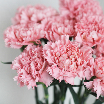   Hoa cẩm chướng hồng là món quà tuyệt vời dành tặng mẹ ngày 20/10  