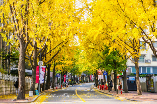 4 điểm ngắm lá vàng tuyệt đẹp ngay giữa Seoul hoa lệ 1
