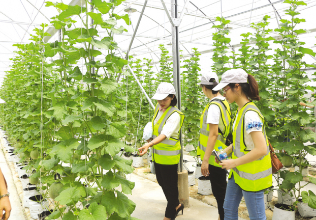   Đầu tư mở rộng các sản phẩm du lịch nông nghiệp công nghệ cao là một hướng tiếp cận phát triển du lịch xanh của Bắc Ninh.  